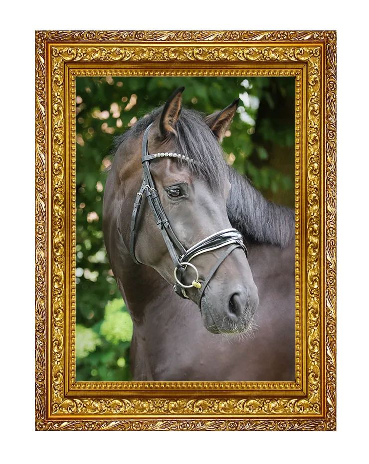 Friderizianer FB