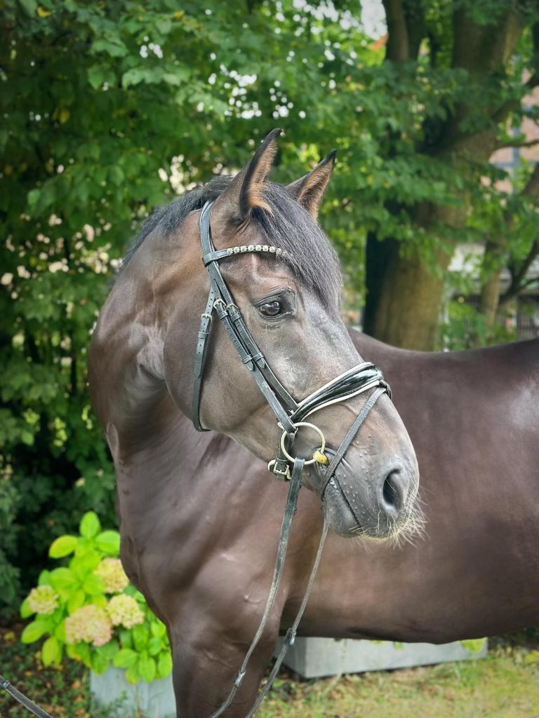 Sir Edmond FB – Foto 2