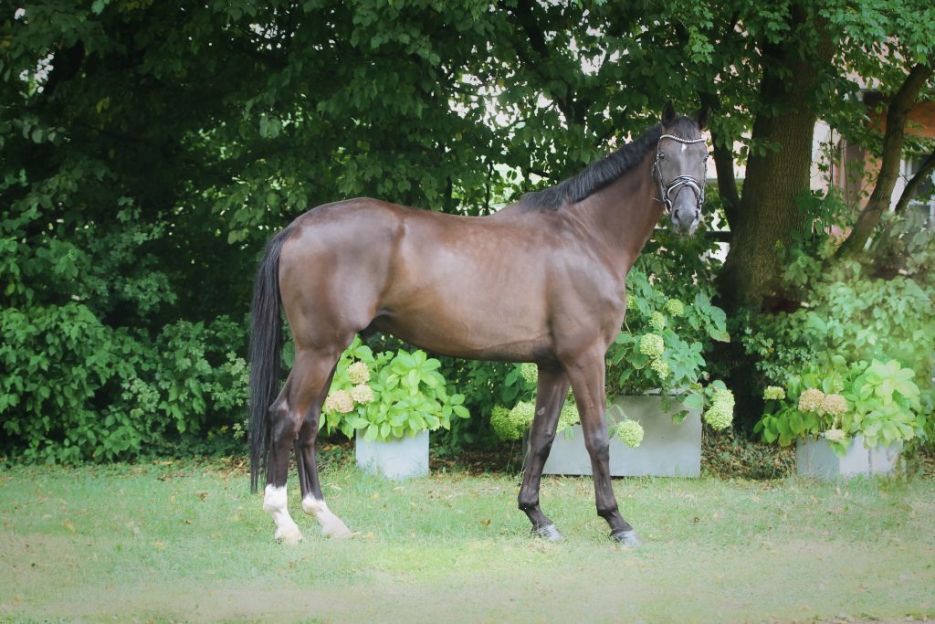 Sir Edmond FB – Foto 3